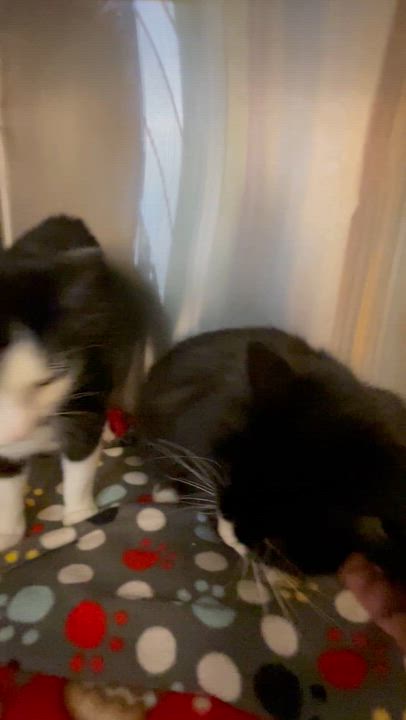 Enlarge Kawaii and LeeLee (bonded sisters), a ADOPTABLE Tuxedo in North Kingstown, RI video 6/6