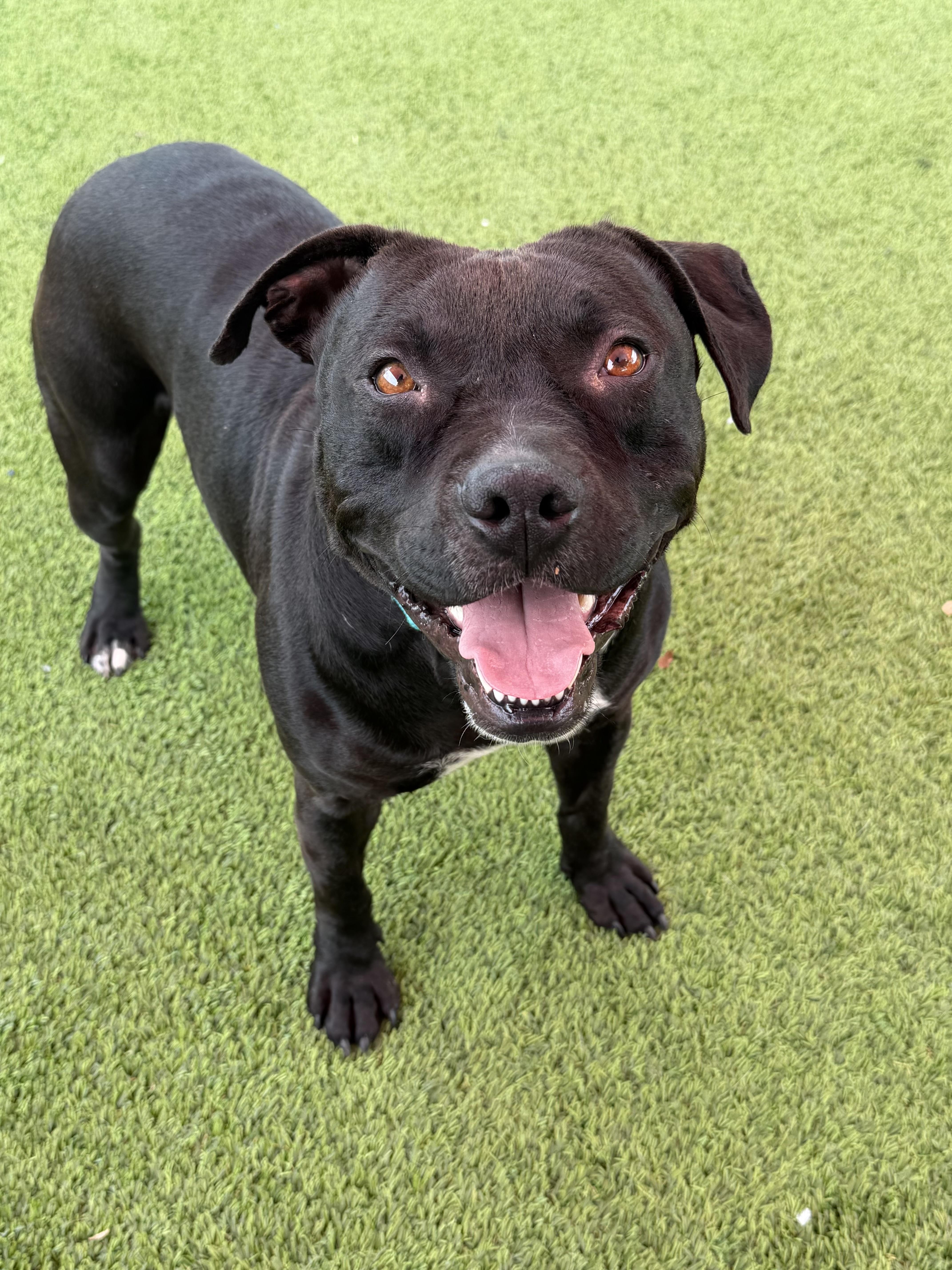 Enlarge Clyde, an adopted mixed breed in Glendale, AZ image 1/4