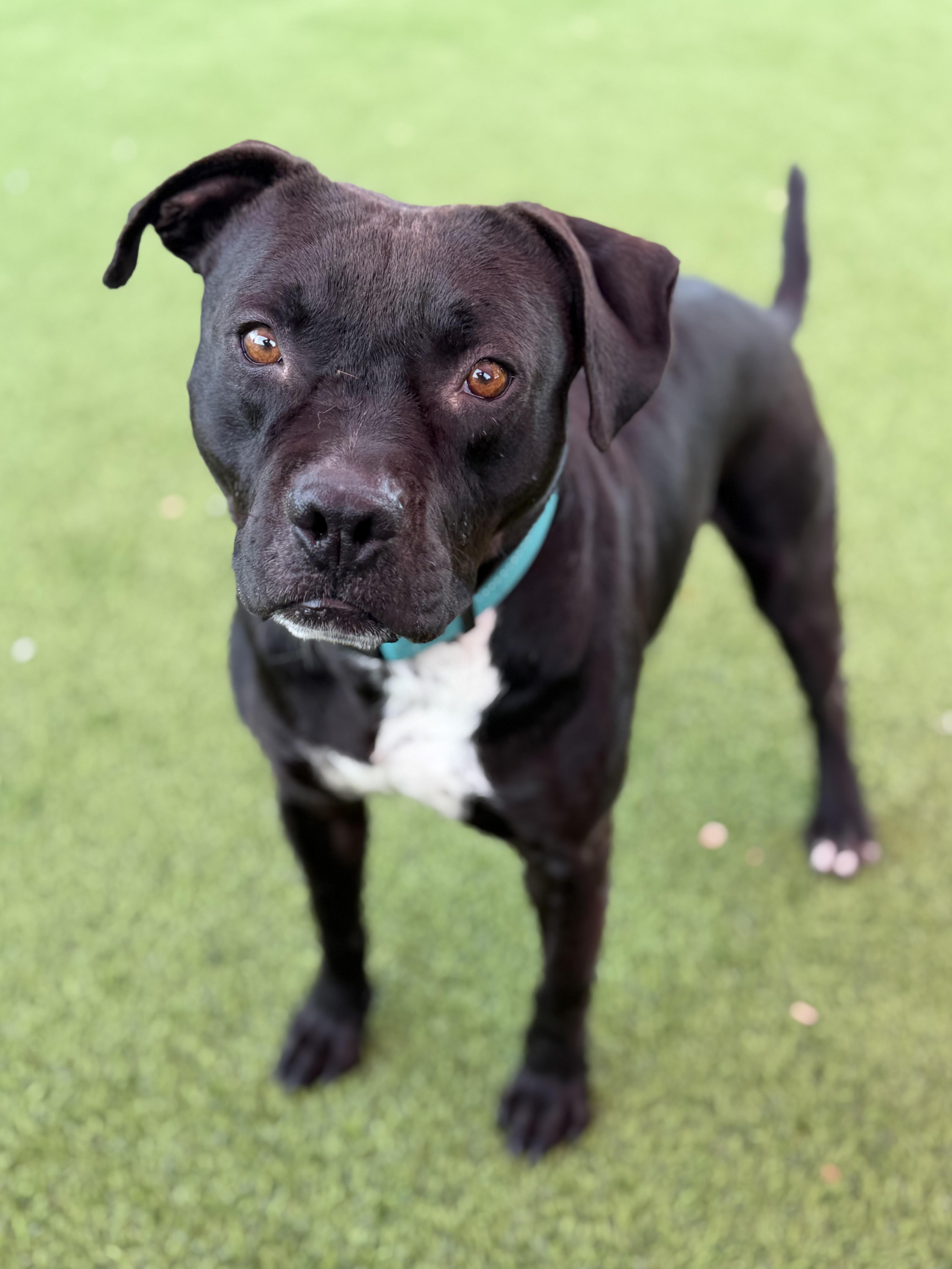 Enlarge Clyde, an adopted mixed breed in Glendale, AZ image 3/4