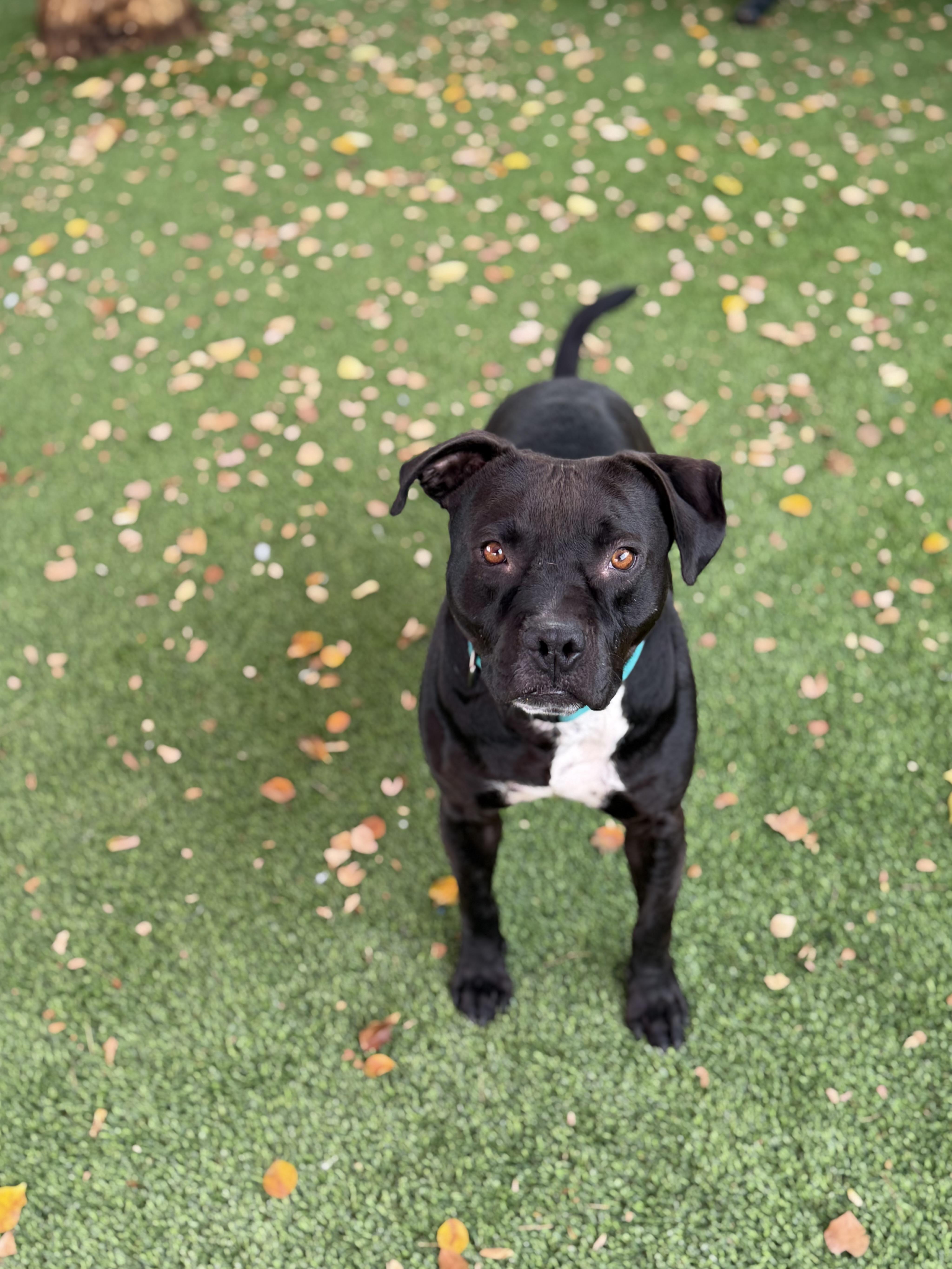 Enlarge Clyde, an adopted mixed breed in Glendale, AZ image 2/4