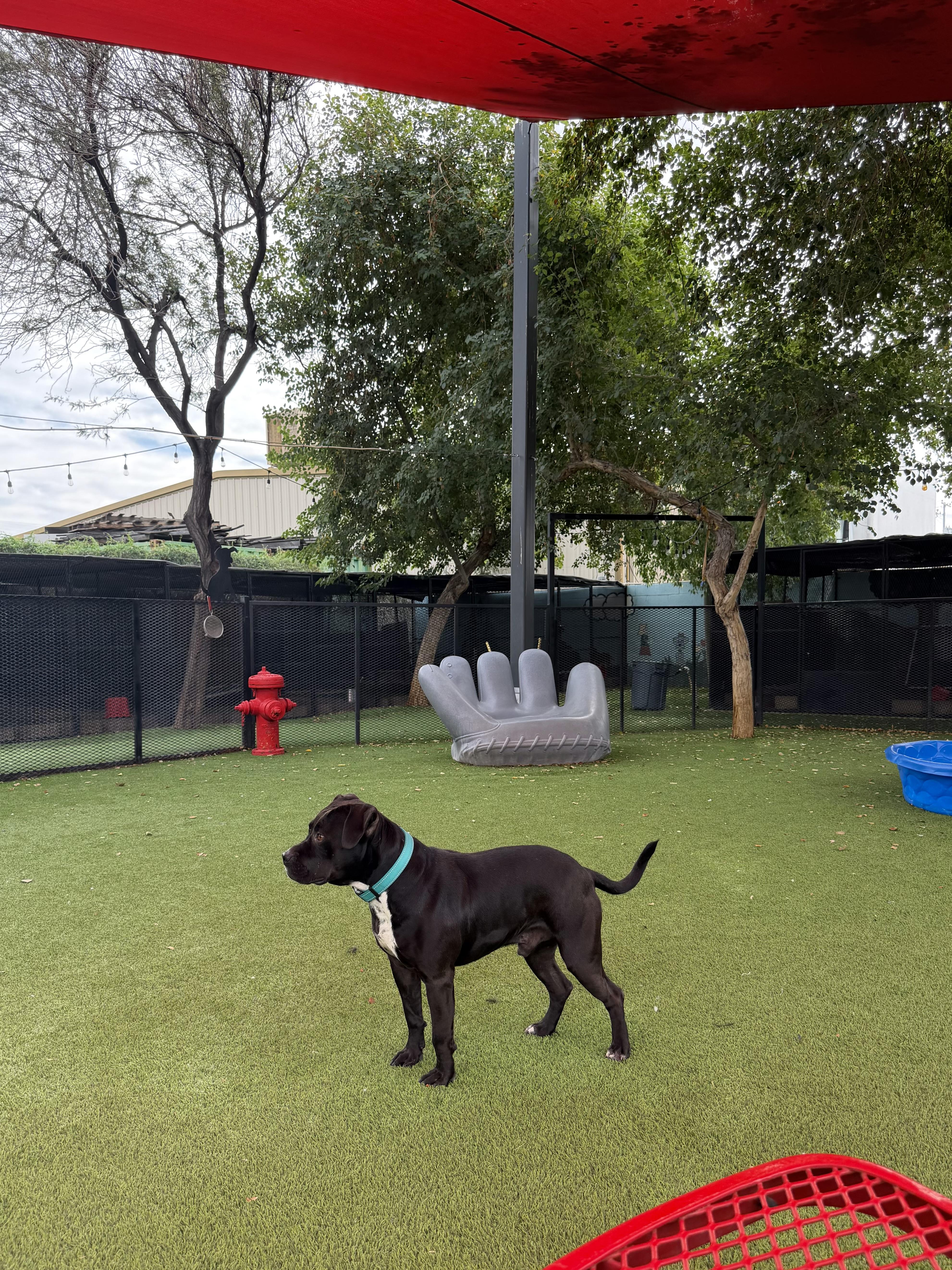 Enlarge Clyde, an adopted mixed breed in Glendale, AZ image 4/4