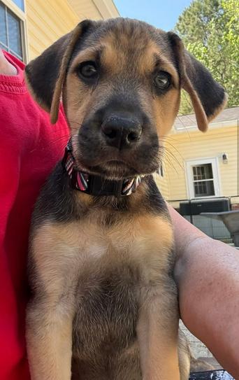 Enlarge Finley, a Adoptable mixed breed in Eutawville, SC image 3/4