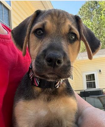 Finley, Adoptable, Puppy Male Mixed Breed.