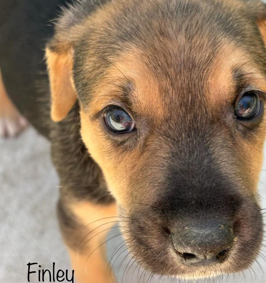 Enlarge Finley, a Adoptable mixed breed in Eutawville, SC image 4/4