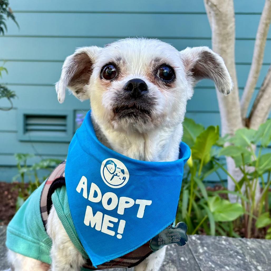 Dottie — thumbnail 2