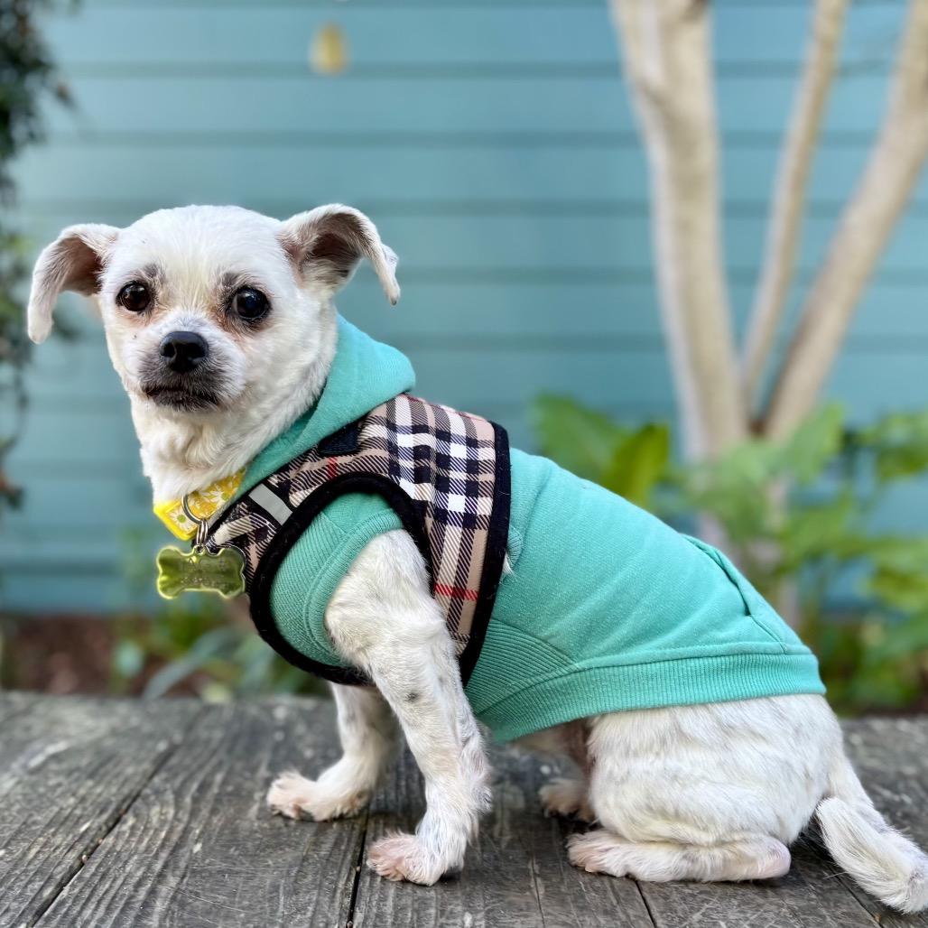 Dottie — thumbnail 4