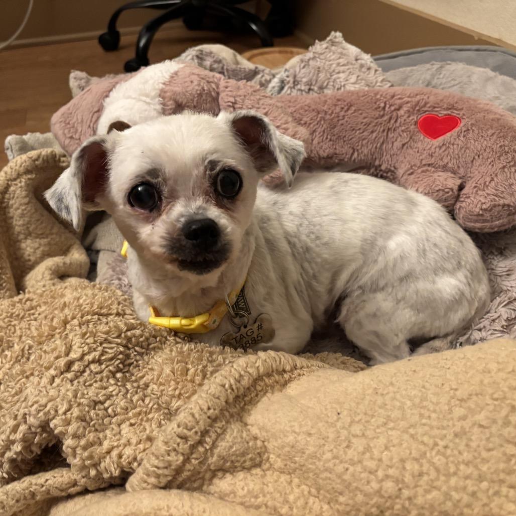 Dottie — thumbnail 5