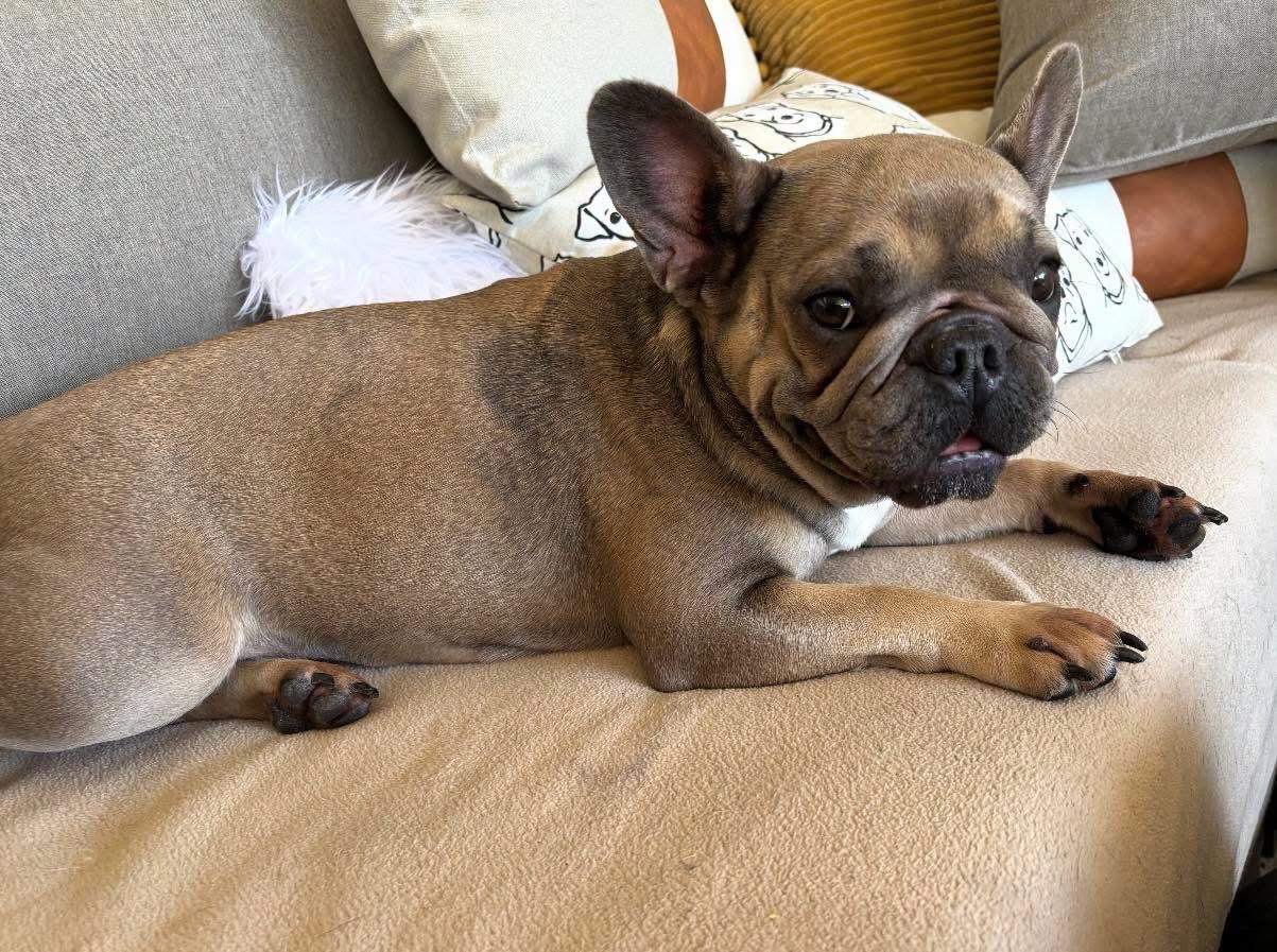 Enlarge Remi, an adopted French Bulldog in Lutz, FL image 1/2