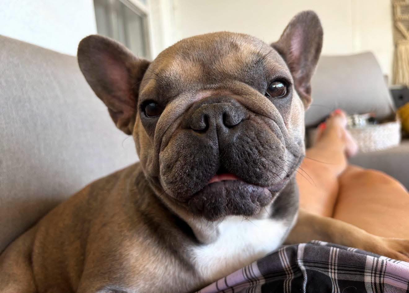 Enlarge Remi, an adopted French Bulldog in Lutz, FL image 2/2