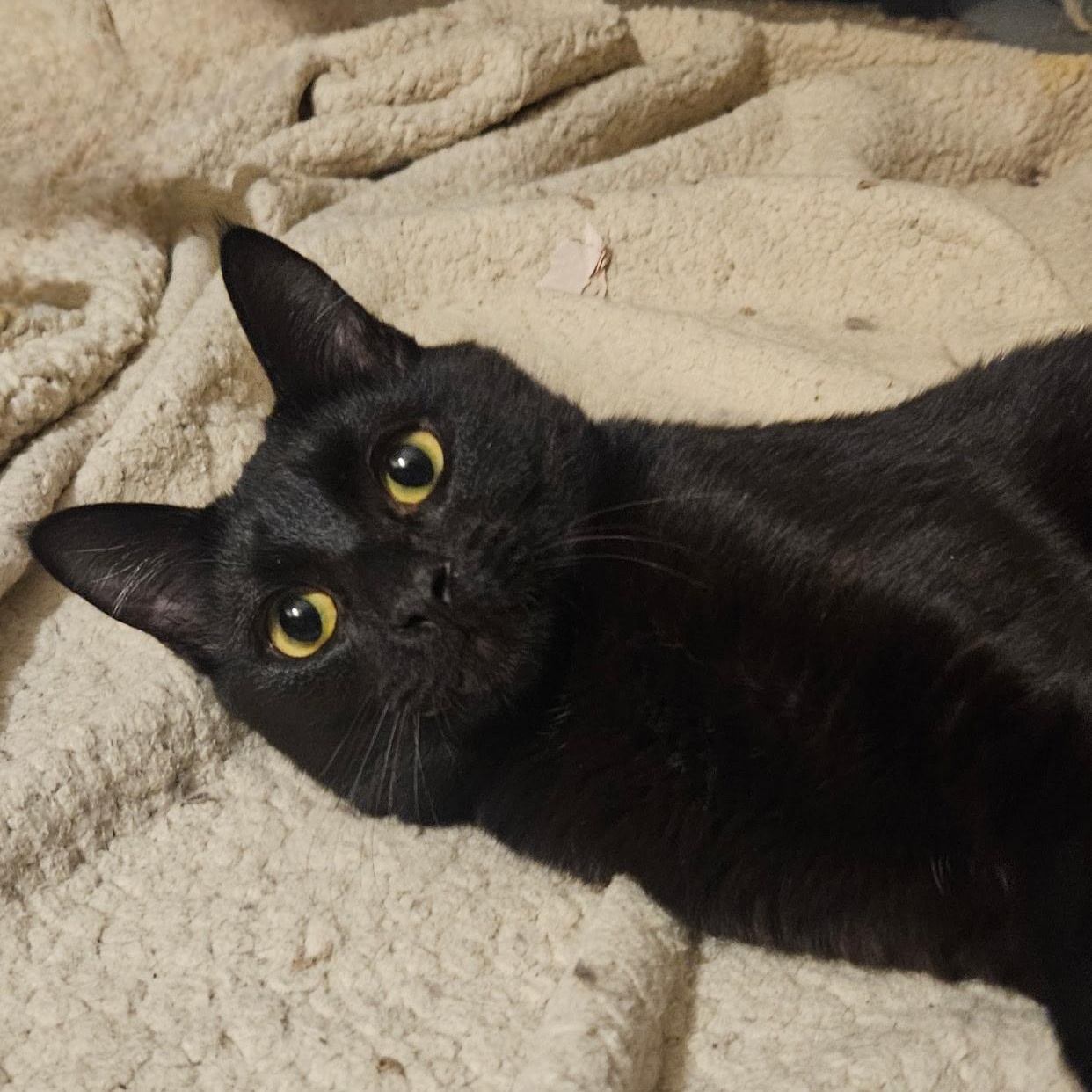 Enlarge Miguel, a ADOPTABLE Domestic Short Hair in Santa Ana, CA image 3/6