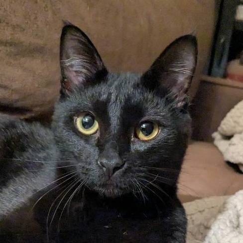 Enlarge Miguel, a ADOPTABLE Domestic Short Hair in Santa Ana, CA image 1/6