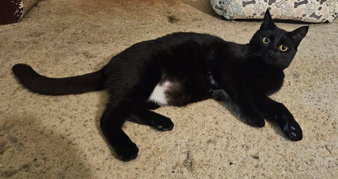Enlarge Miguel, a ADOPTABLE Domestic Short Hair in Santa Ana, CA image 4/6