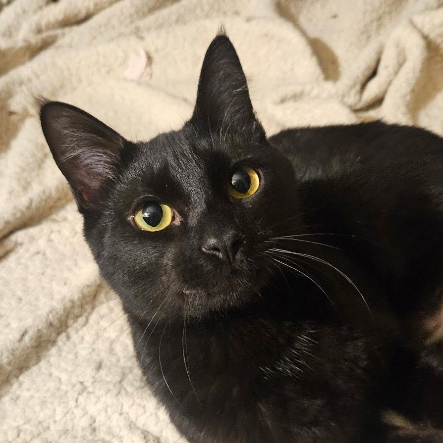 Enlarge Miguel, a ADOPTABLE Domestic Short Hair in Santa Ana, CA image 2/6