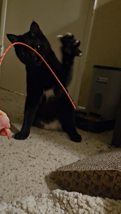 Enlarge Miguel, a ADOPTABLE Domestic Short Hair in Santa Ana, CA video 5/6
