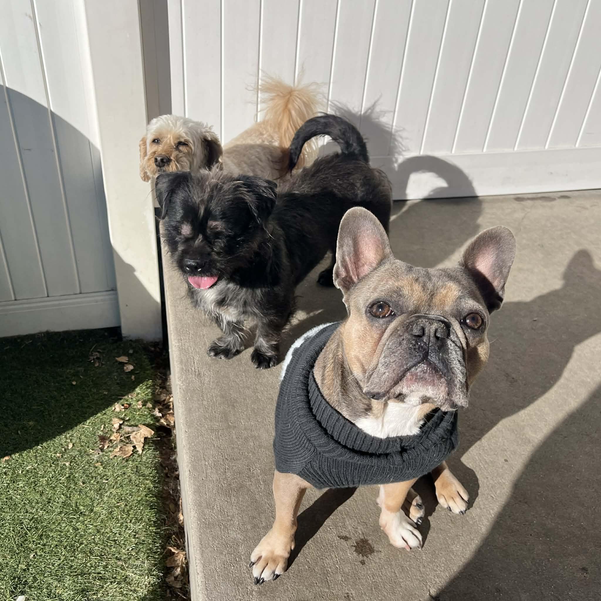 Enlarge Bonnie, a ADOPTABLE mixed breed in Boulder, CO image 6/6