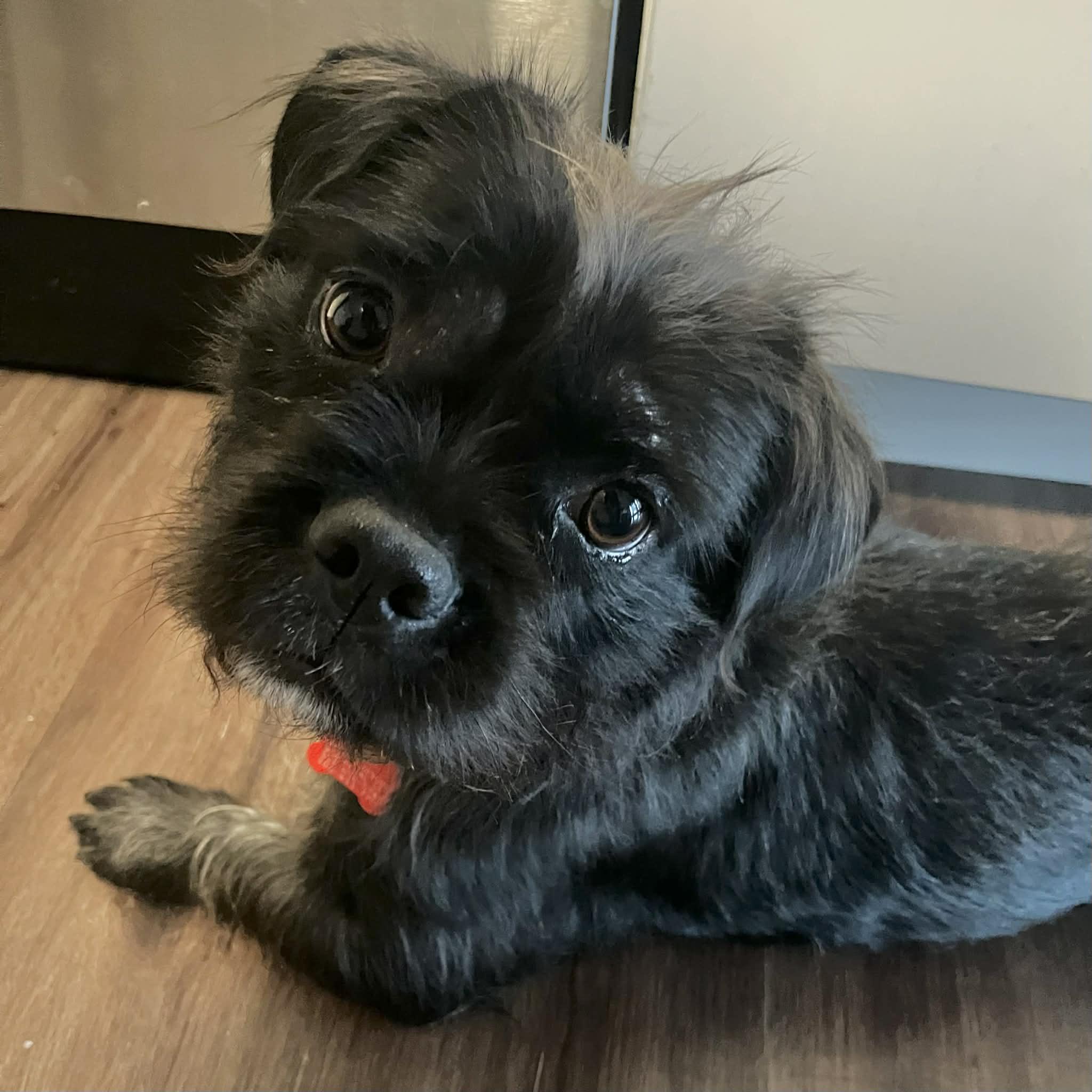 Enlarge Bonnie, a ADOPTABLE mixed breed in Boulder, CO image 1/6