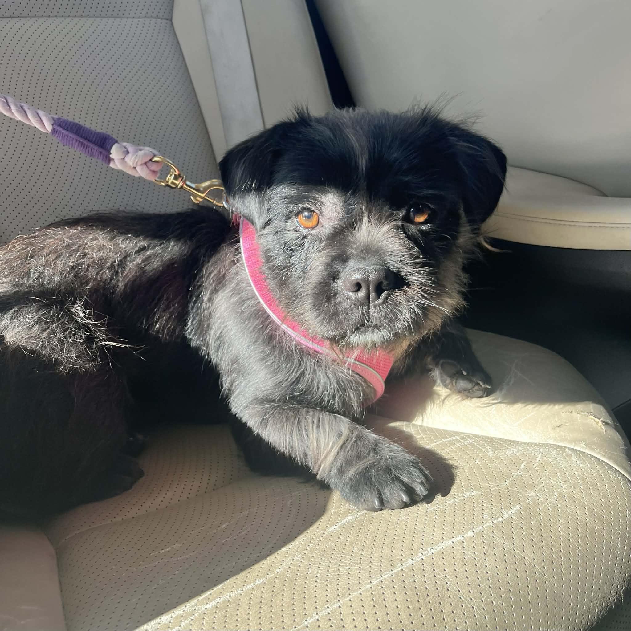 Enlarge Bonnie, a ADOPTABLE mixed breed in Boulder, CO image 4/6