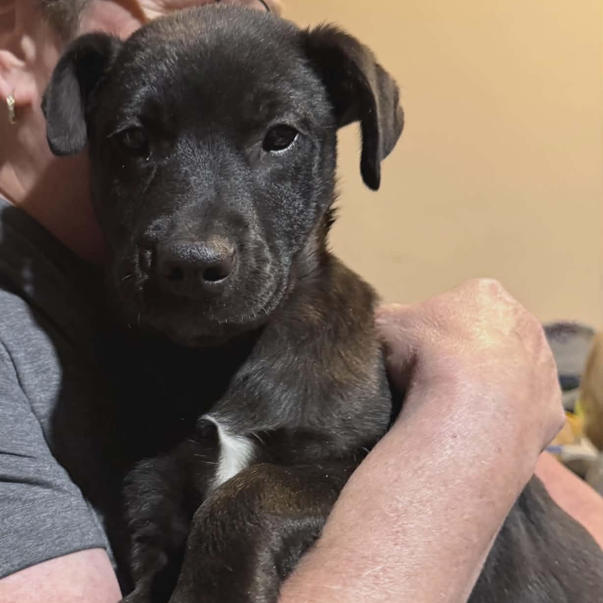 Tucker, ADOPTABLE, Puppy Male Labrador Retriever & Terrier.