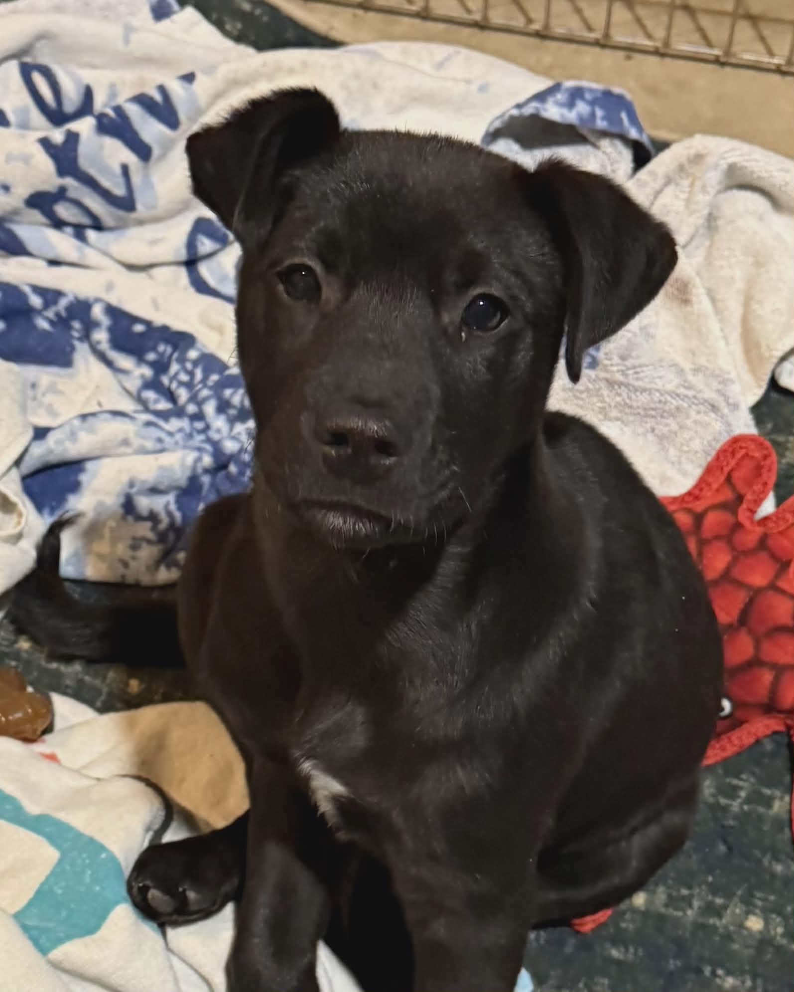 Tucker, a ADOPTABLE mixed breed in North Berwick, ME image 2/2