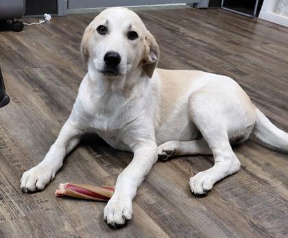 Butterscotch, ADOPTABLE, Young Female Labrador Retriever.