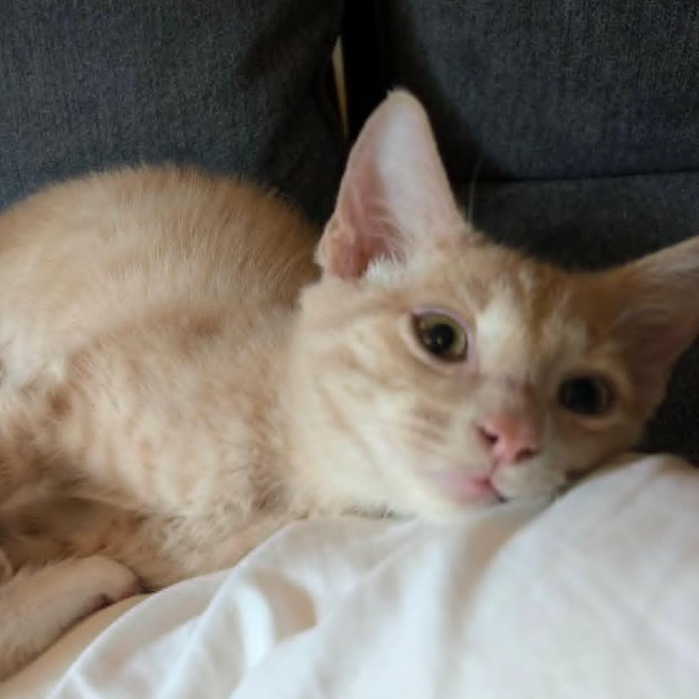 Atlas, Adoptable, Kitten Male Domestic Short Hair.