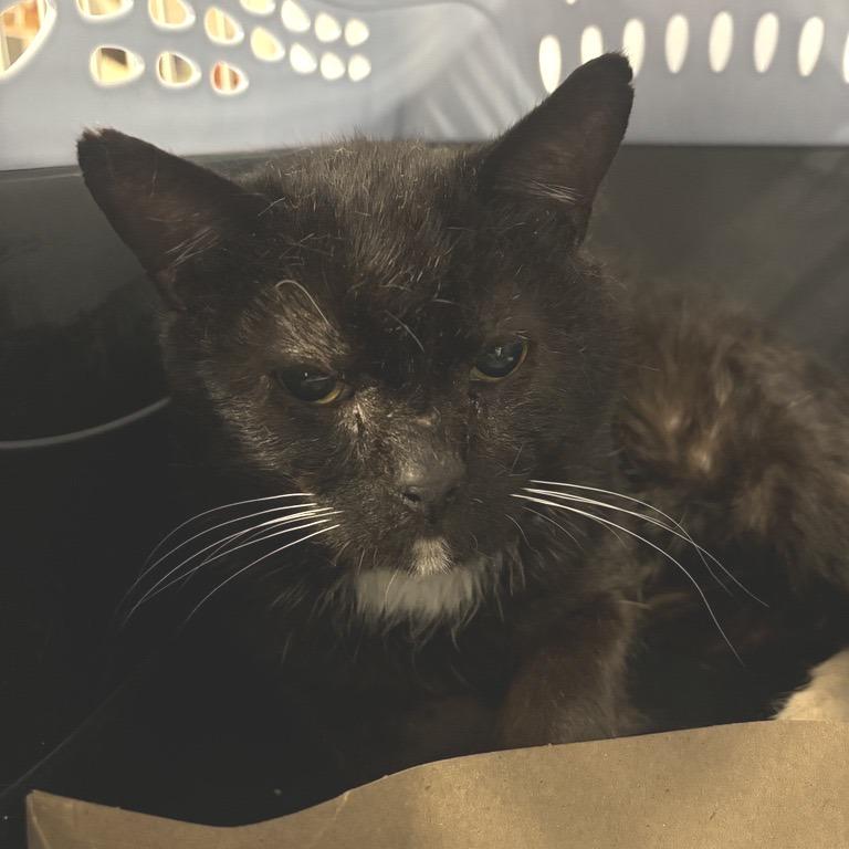 Enlarge Grandpa, a Adoptable Domestic Short Hair in New York, NY image 1/6