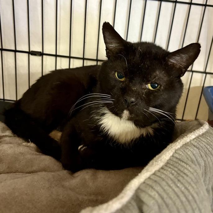 Enlarge Grandpa, a Adoptable Domestic Short Hair in New York, NY image 3/6