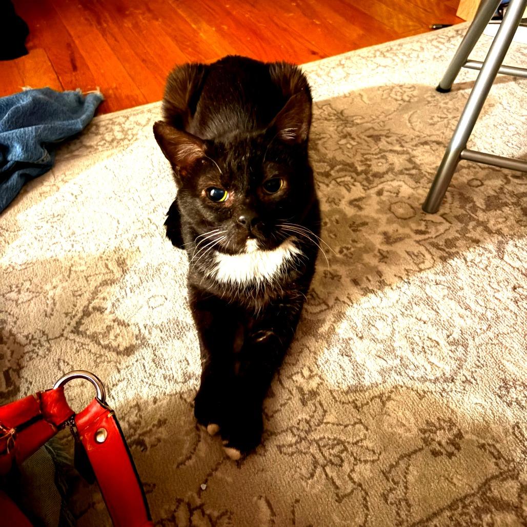 Enlarge Grandpa, a Adoptable Domestic Short Hair in New York, NY image 4/6