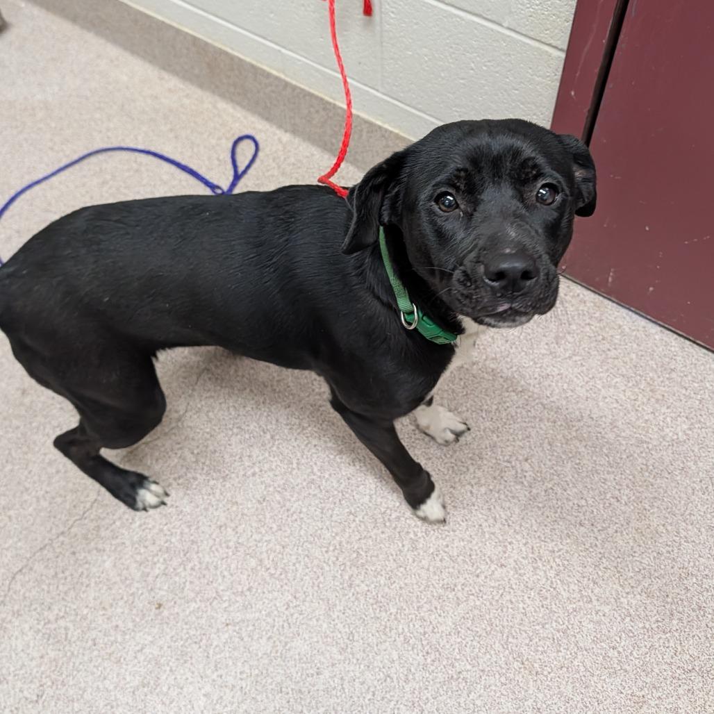 Enlarge Rose, a Adoptable mixed breed in Ardmore, OK image 1/1