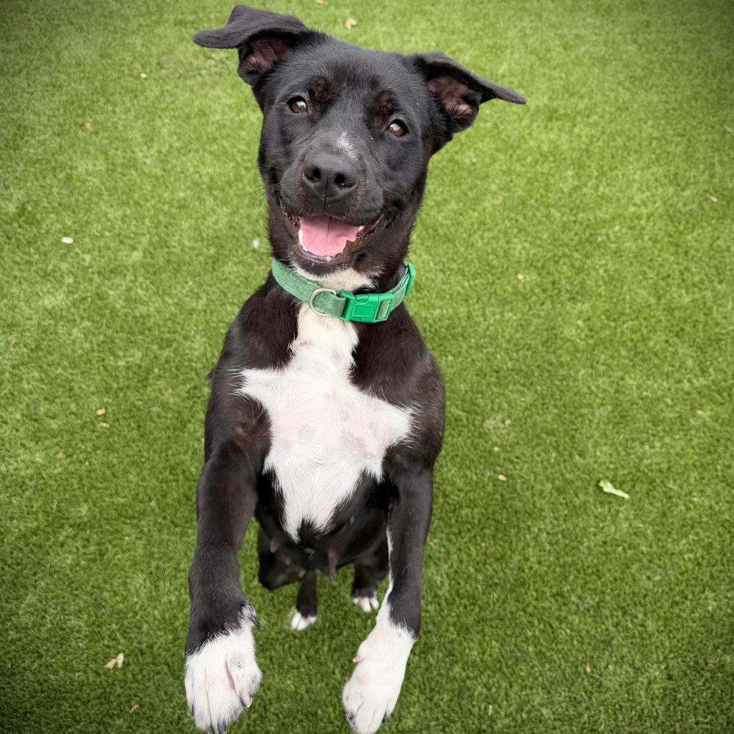 Rose, a Adoptable mixed breed in Ardmore, OK image 2/2