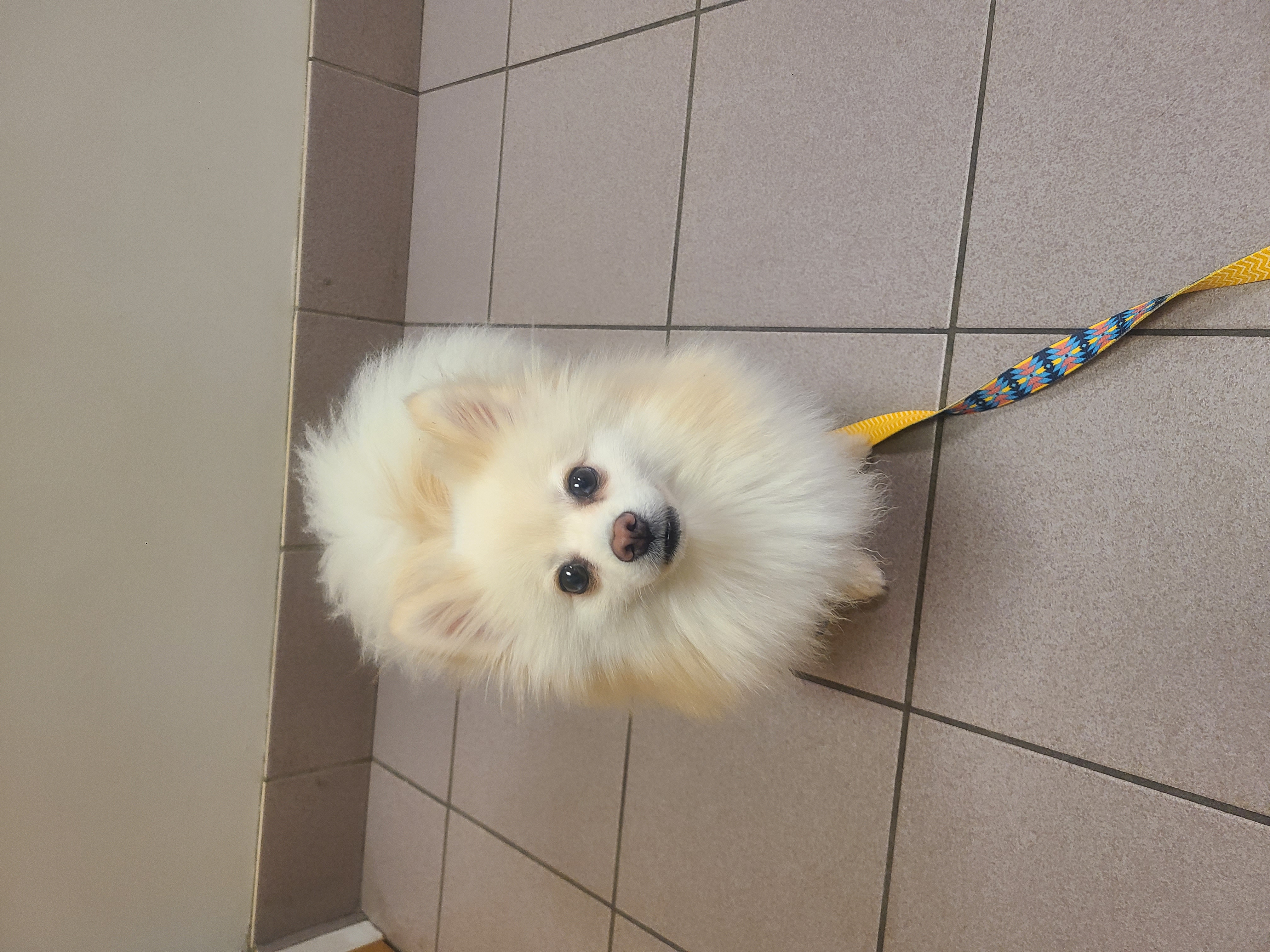 Lady, Adopted, Young Female Pomeranian.