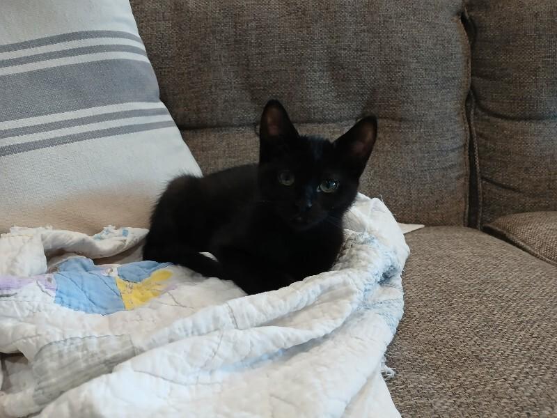 Echo, Adoptable, Young Male Domestic Medium Hair.