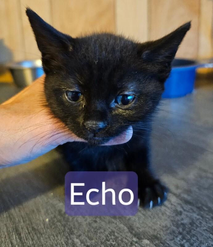 Enlarge Echo, a Adoptable Domestic Medium Hair in Kennewick, WA image 2/2