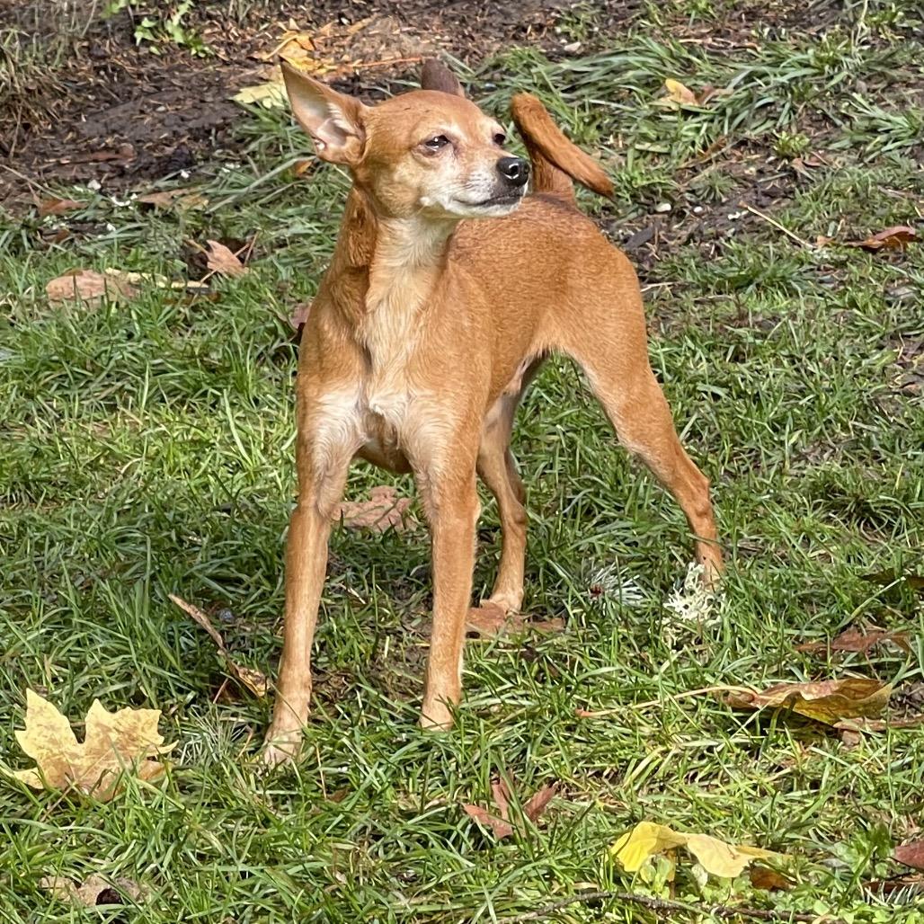 PEE WEE (bonded w/Ty), a Adoptable mixed breed in Graham, WA image 3/6
