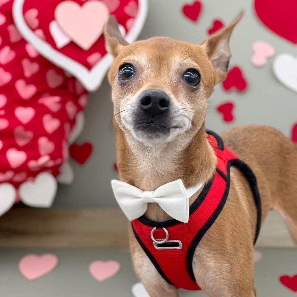 PEE WEE (bonded w/Ty), a Adoptable mixed breed in Graham, WA image 1/6