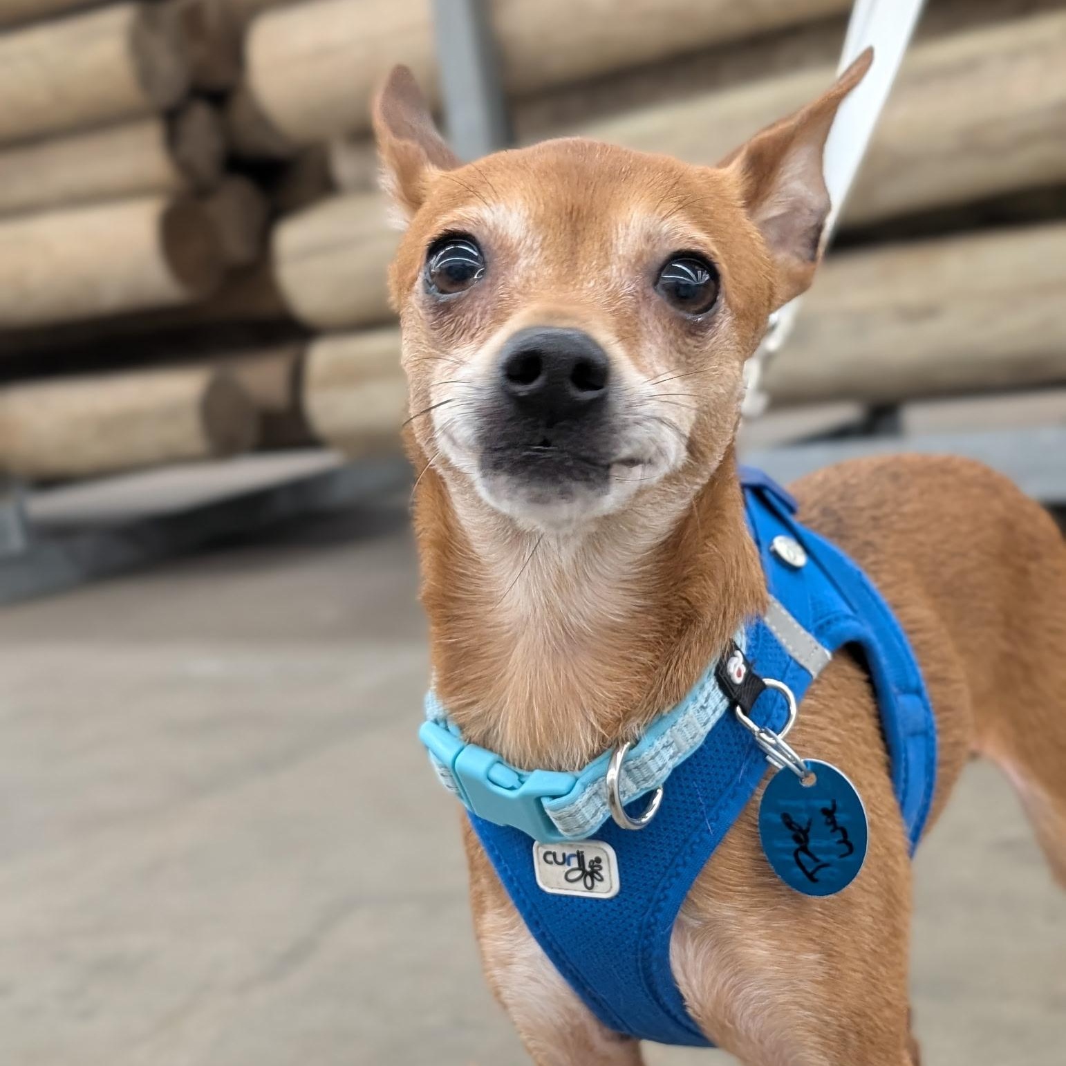 PEE WEE (bonded w/Ty), a Adoptable mixed breed in Graham, WA image 6/6