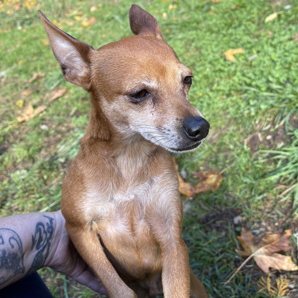 PEE WEE (bonded w/Ty)