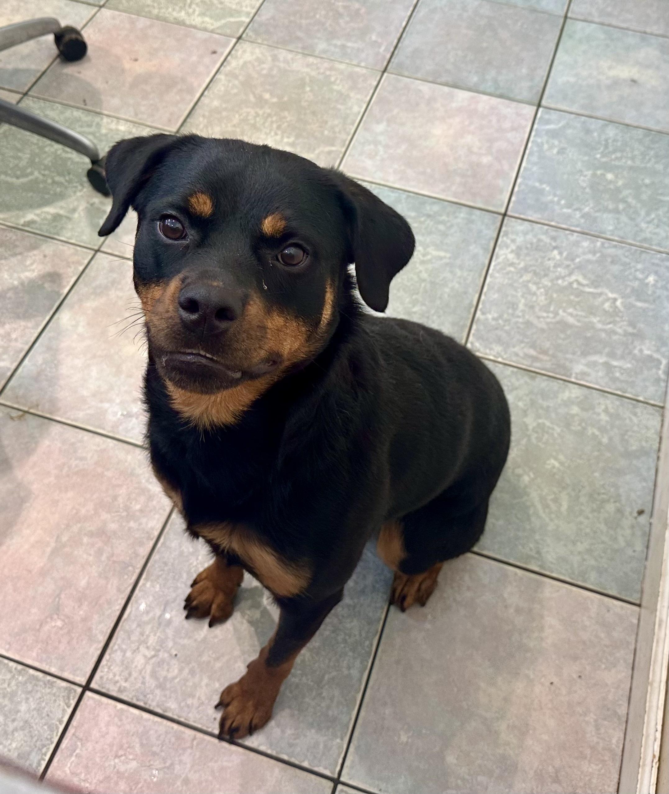 STUNNING PETITE GIRL, ADOPTABLE, Young Female Rottweiler.