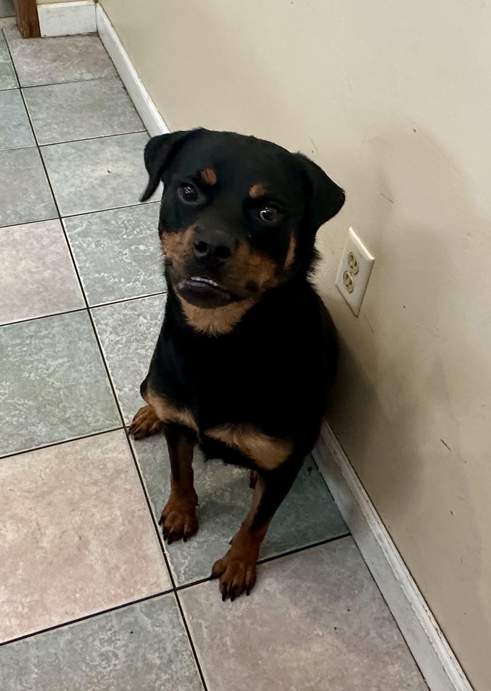 STUNNING PETITE GIRL, a ADOPTABLE Rottweiler in Northwood, OH image 2/3