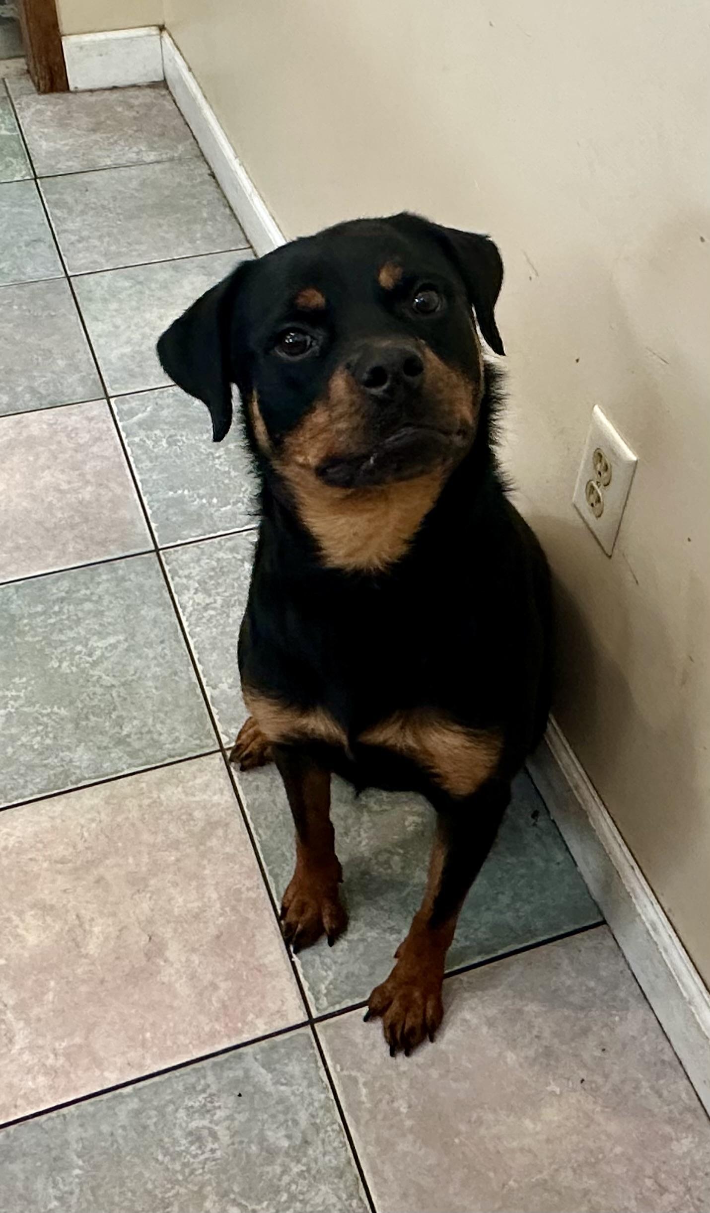 STUNNING PETITE GIRL, a ADOPTABLE Rottweiler in Northwood, OH image 3/3