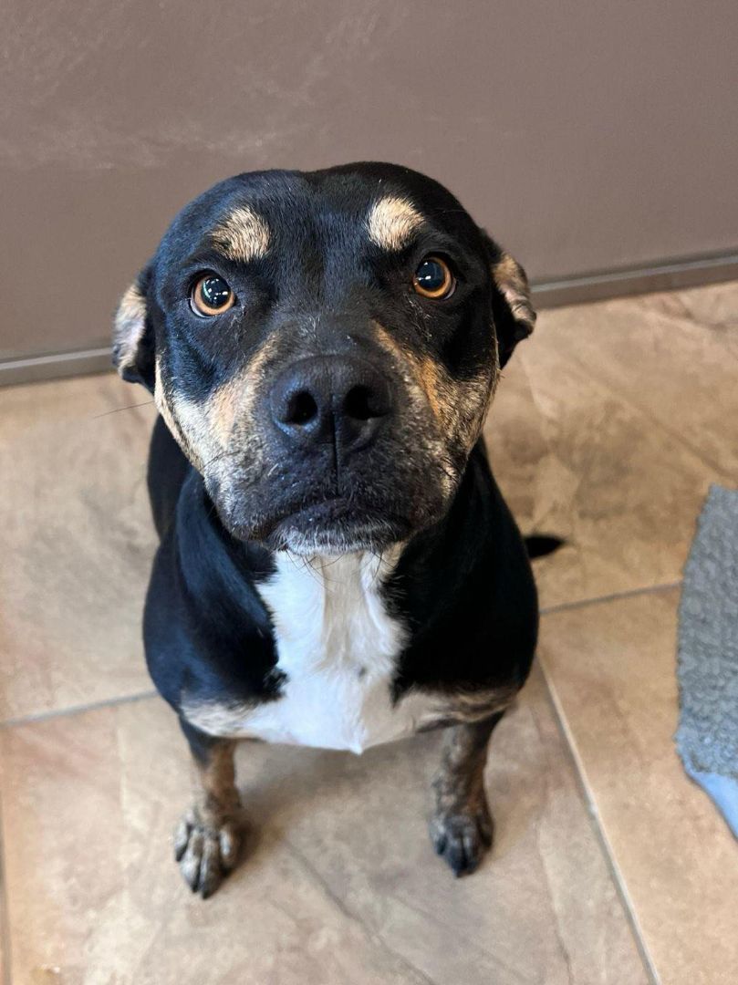 Lola, a Adopted mixed breed in San Antonio, TX image 1/6