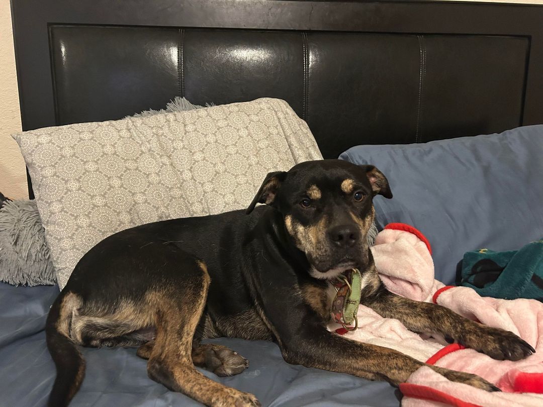 Lola, a Adopted mixed breed in San Antonio, TX image 2/6