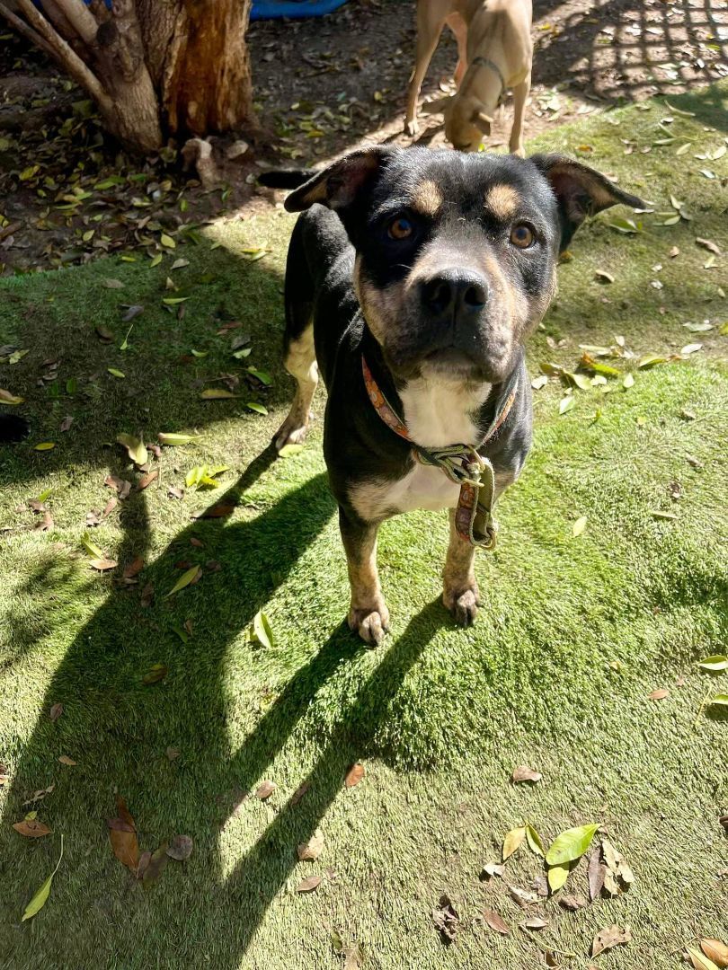 Lola, a Adopted mixed breed in San Antonio, TX image 3/6