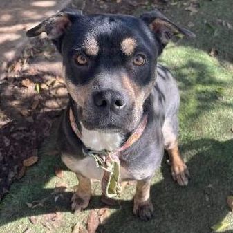 Lola, a Adopted mixed breed in San Antonio, TX image 4/6