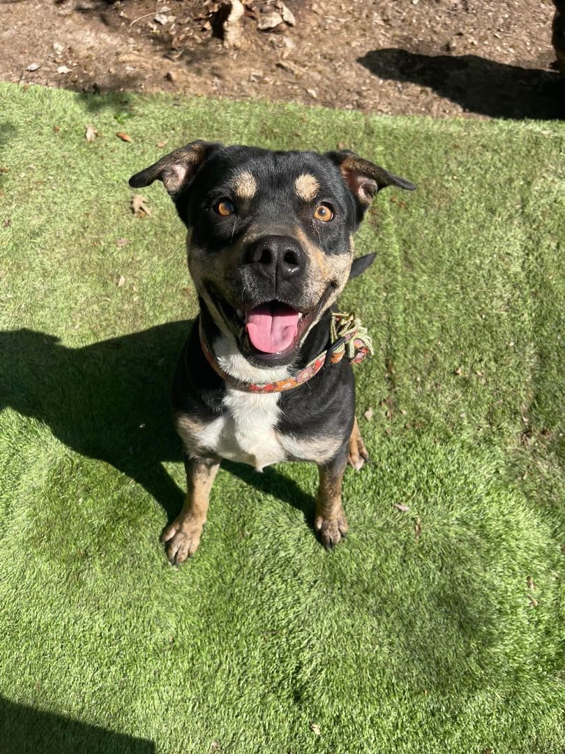 Lola, a Adopted mixed breed in San Antonio, TX image 5/6