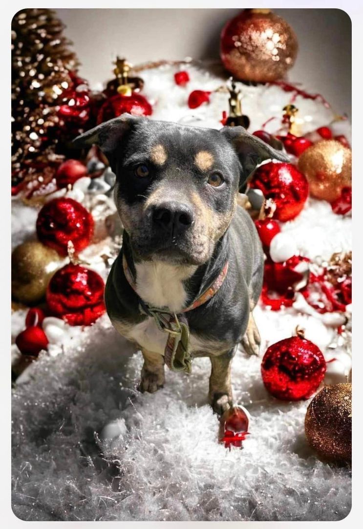 Lola, a Adopted mixed breed in San Antonio, TX image 6/6