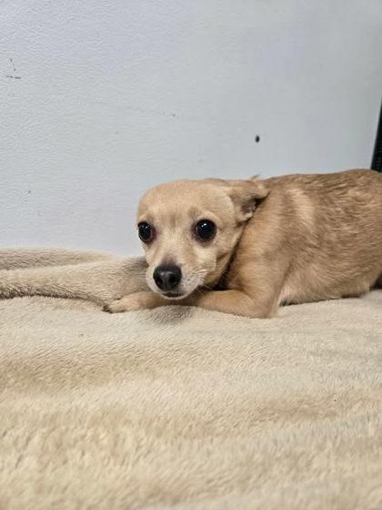 Enlarge Gobi, a Adoptable mixed breed in Spruce Pine, NC image 1/1