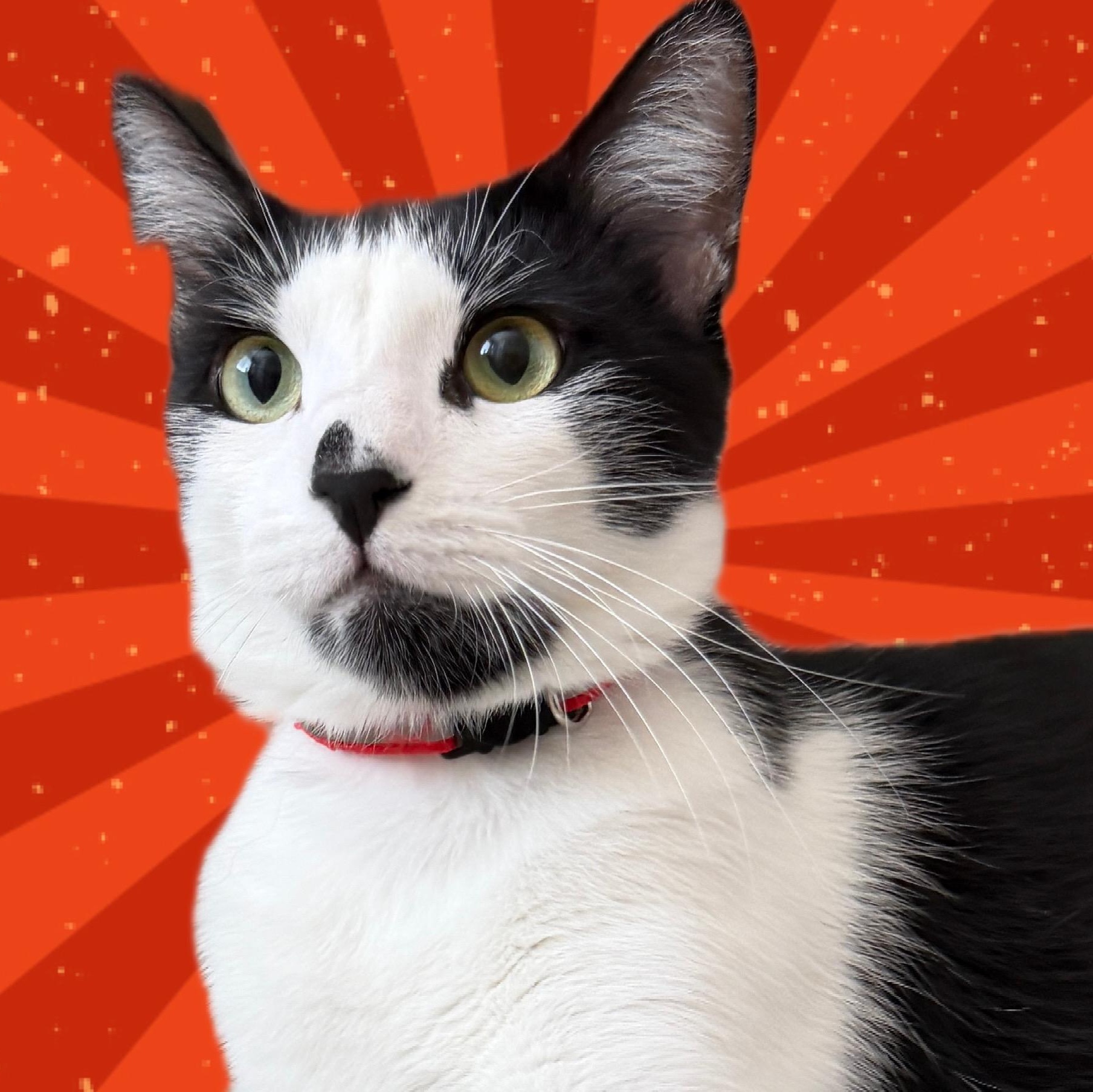 Danny, a Adoptable Tuxedo in Laguna Woods, CA image 1/6