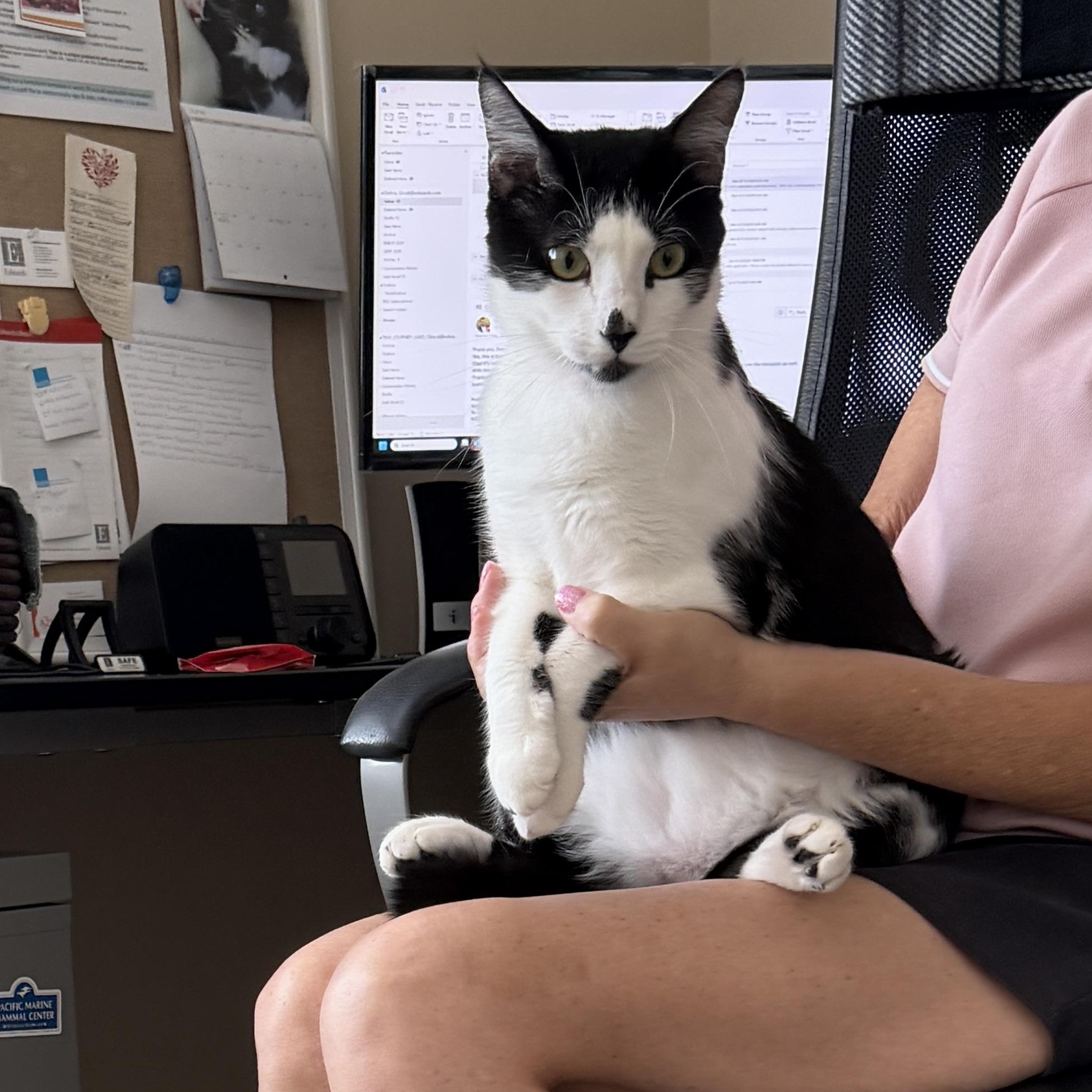 Danny, a Adoptable Tuxedo in Laguna Woods, CA image 6/6
