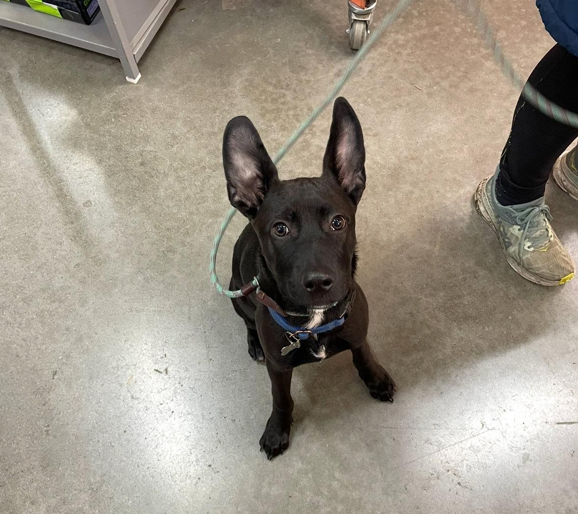 Huey, Adopted, Young Male Retriever.